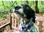 Adopt Aspen a German Wirehaired Pointer