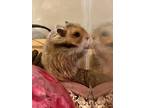 Fudge, Hamster For Adoption In Andover, Connecticut