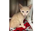 Quebec (with Toronto), Domestic Shorthair For Adoption In Richmond, Virginia