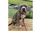 Mister Ross, American Pit Bull Terrier For Adoption In Richmond, Virginia