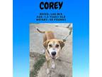 Corey, Labrador Retriever For Adoption In North Reading, Massachusetts