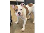 Milo Ix 149, American Pit Bull Terrier For Adoption In Cleveland, Ohio