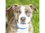 Nova, American Pit Bull Terrier For Adoption In Middletown, Rhode Island