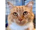 Adopt Ginger Cat a Tabby