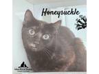 Adopt Honeysuckle a Domestic Short Hair