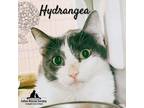 Adopt Hydrangea a Domestic Short Hair
