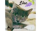 Adopt Lilac a Domestic Short Hair