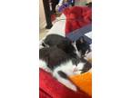 Adopt Lucy and Ethel(Bonded pair) a Domestic Short Hair