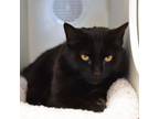 Adopt Orchid a Domestic Short Hair