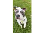 Adopt LOL- Rocky a Pit Bull Terrier