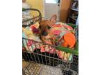 Adopt Everly a Chiweenie