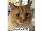 Adopt Pumpkin a Domestic Medium Hair