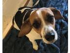 Adopt PENELOPE a Beagle, Mixed Breed