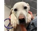 Adopt Stella a Labrador Retriever