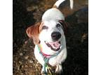 Adopt Daisy a Basset Hound, Coonhound