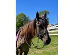 Adopt Remmy - Coming Soon! a Quarterhorse, Pony