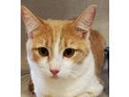 Adopt Speck a Domestic Short Hair