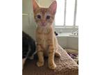 Adopt Scooby a Domestic Short Hair