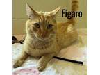Adopt Figaro a Exotic Shorthair