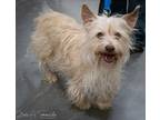 Adopt Lucky a West Highland White Terrier / Westie