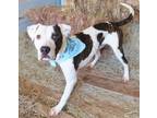 Adopt JACOB 374026 a Pit Bull Terrier