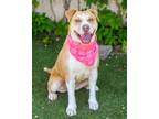 Adopt HARLEY a Pit Bull Terrier, Mixed Breed
