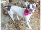 Adopt GEORGIE 383533 a Pit Bull Terrier