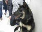 Adopt CROCONAW a German Shepherd Dog