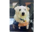 Adopt Rascal a Jack Russell Terrier