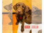 Labrador Retriever PUPPY FOR SALE ADN-392305 - Initial Alliance