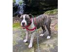 Adopt Lotto-LOCAL a Pit Bull Terrier