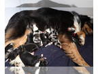 Australian Shepherd PUPPY FOR SALE ADN-392241 - Expected Australian Shepherd