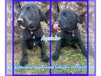 Sheprador PUPPY FOR SALE ADN-392286 - Aussiedors Puppies Available