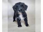Schnoodle (Miniature) PUPPY FOR SALE ADN-392449 - Mini Schnoodle puppies