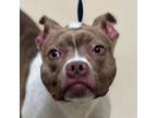 Adopt Dawntide a Pit Bull Terrier