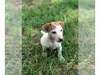 Jack Russell Terrier PUPPY FOR SALE ADN-392004 - Smooth coat male Russell