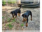 Rottweiler PUPPY FOR SALE ADN-392007 - 2 rott puppies need forever home