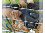 American Bulldog-Chocolate Labrador retriever Mix PUPPY FOR SALE ADN-392088 -