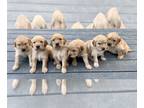 Golden Retriever PUPPY FOR SALE ADN-392186 - Golden retriever puppies