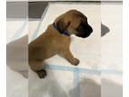 Mastiff PUPPY FOR SALE ADN-392293 - Mastiff Pups born May 12