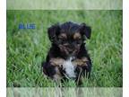 Yorkshire Terrier PUPPY FOR SALE ADN-392236 - Gorgeous Yorkie Puppies