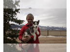 Siberian Husky PUPPY FOR SALE ADN-392395 - Siberian Husky Puppy