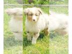 Australian Shepherd PUPPY FOR SALE ADN-392182 - AKC Australian Shepherd Puppies