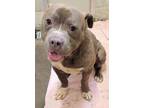 Adopt Ambros a Pit Bull Terrier
