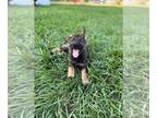 German Shepherd Dog PUPPY FOR SALE ADN-392187 - German Shepherd Puppies