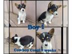 Cowboy Corgi PUPPY FOR SALE ADN-392392 - Lillys Cowboy Corgis