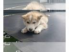 Siberian Husky PUPPY FOR SALE ADN-392399 - Husky female puppy