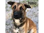Adopt Nitro a Belgian Shepherd / Malinois, Dutch Shepherd