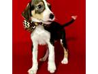 Adopt Tucker a Beagle