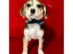 Adopt Trekker a Beagle
